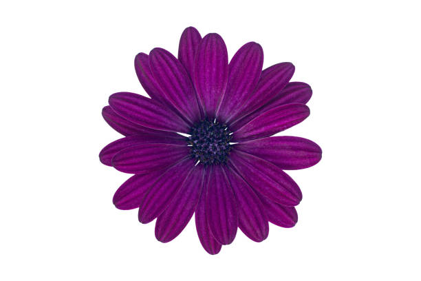 Purple Cape Marguerite (African Daisy) blossom, isolated on white background stock photo
