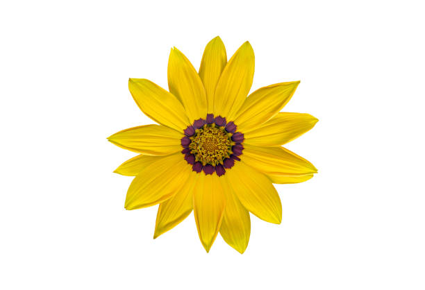 flor del tesoro amarillo, aislada sobre fondo blanco - single flower isolated close up flower head fotografías e imágenes de stock