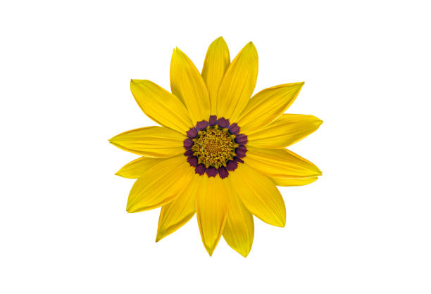 Yellow Treasure Flower blossom, isolated on a white background
