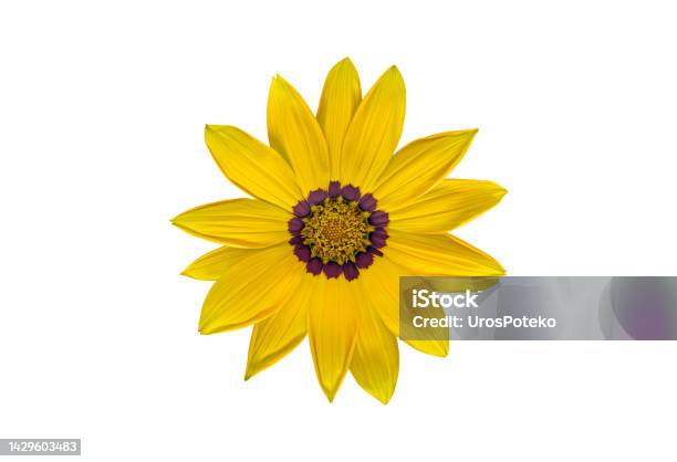 Yellow Treasure Flower Blossom Isolated On White Background Stock Photo - Download Image Now