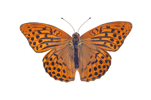 Silver-washed fritillary butterfly, isolated on a white background
