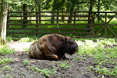Old sick European bison (zubr) lays on the grass near people's house, settlement near forest. Human-wildlife conflict. Habitat destruction,extinction Deforestation. Wisent in search of food.Horizontal
