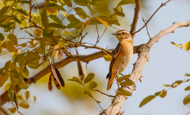 whinchat (saxicola rubetra). - whinchat - fotografias e filmes do acervo