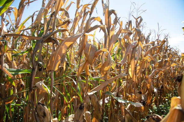 istock corn plant about to ripen in the field 1429605034