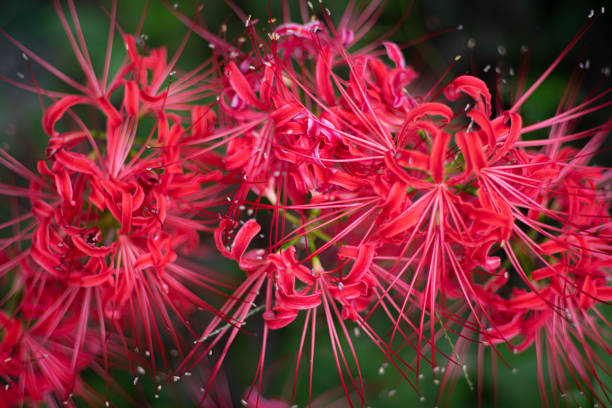 cluster amaryllis cluster amaryllis red spider lily stock pictures, royalty-free photos & images