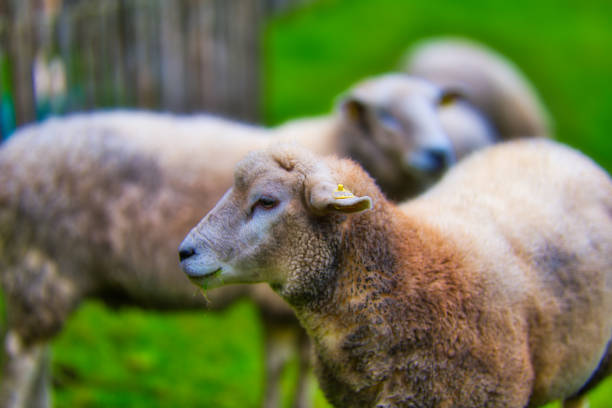 Sheep in a green field in the north east of England