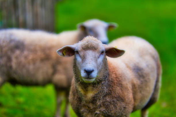 Grazing Icelandic sheep on a green field. The Icelandic sheep are the backbone in the Greenlandic farming - this picture is taken in Igaliku in the south west part of the large island