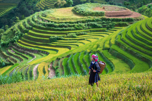 A Hmong woman on rice terraces in Mu Cang Chai, Yen Bai, Vietnam.