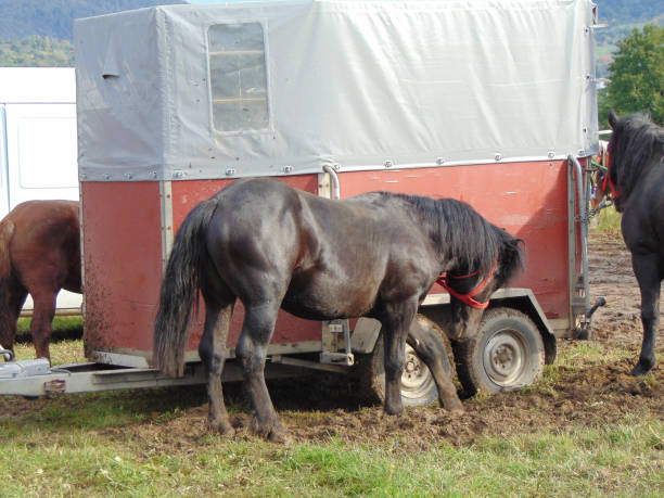 istock Horses at an exhibition fair in Romania 1429609988