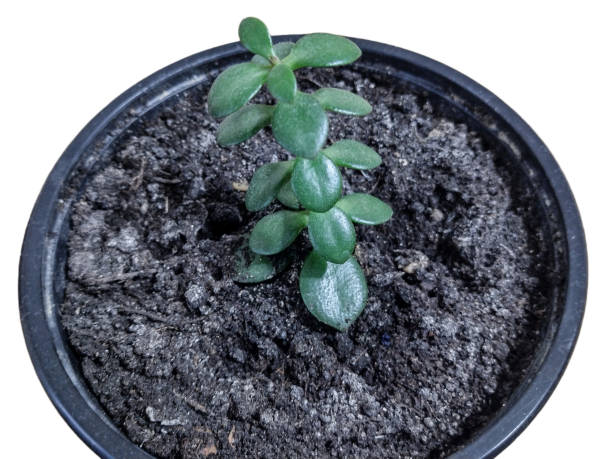 istock Jade plant (Crassula ovata) plant in the pot 1429610109