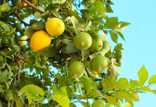 Cultivation of oranges in Sicily. Italy