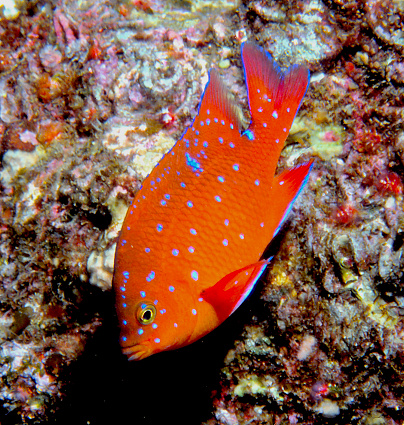 The garibaldi is a bright orange fish with a heart-shaped tail fin. Swimming through dark reefs and kelp forests, it’s a jolt of glowing orange, a reminder that the garibaldi is a relative of coral-reef damselfish. The juvenile garibaldi is a deeper orange, with sparkling spots of electric blue and blue-trimmed fins.