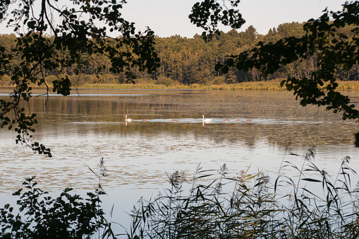 Swan with her cubs swim across the lake against the backdrop of beautiful nature