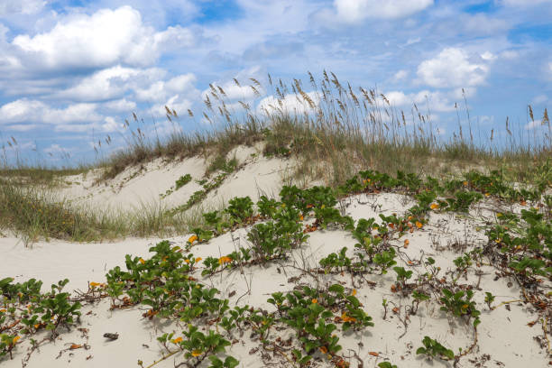 uma duna da ilha cumberland - beach cumberland island environment tranquil scene - fotografias e filmes do acervo
