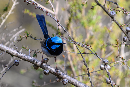 Blue Fairy Wren bird perched on a branch