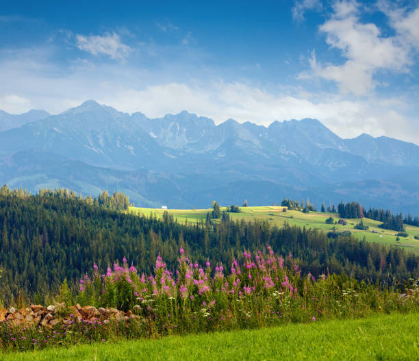 Summer evening mountain village outskirts with pink flowers in front and Tatra range behind(Gliczarow Gorny, Poland)