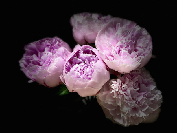 istock closeup of pink peony flowers 1429621618