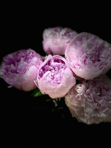 istock closeup of pink peony flowers 1429621619