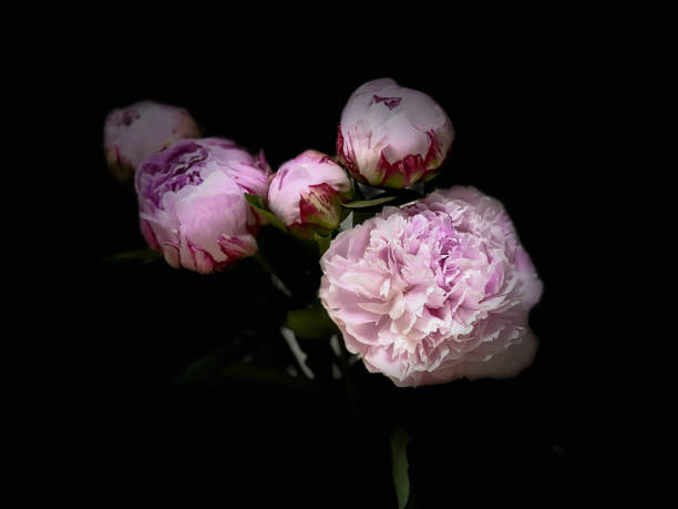 istock closeup of pink peony flowers 1429621621