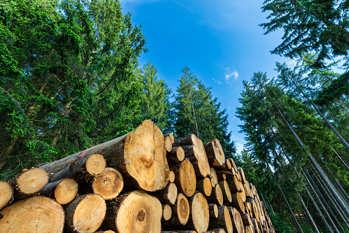 Pila de troncos de troncos, la industria maderera de madera forestal. photo