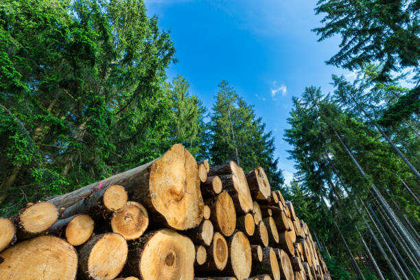 Log trunks pile, the logging timber forest wood industry. Sawn trees from the forest. Heavy wood trunks. forest dieback stock pictures, royalty-free photos & images