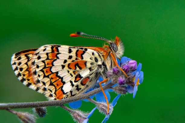 istock Closeup beautiful butterfly sitting on the flower 1429625360