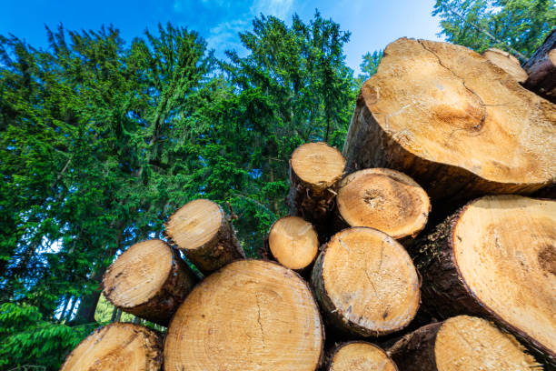 istock Log trunks pile, the logging timber forest wood industry. 1429626735