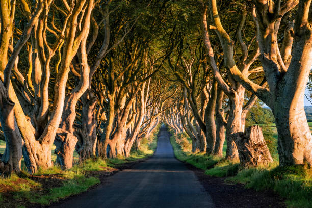 istock Dark Hedges at sunrise 1429626806