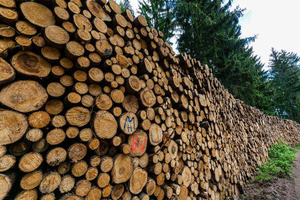 istock Log trunks pile, the logging timber forest wood industry. 1429626810
