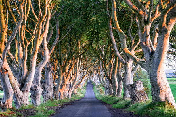 istock Dark Hedges in sunrise rays 1429626960