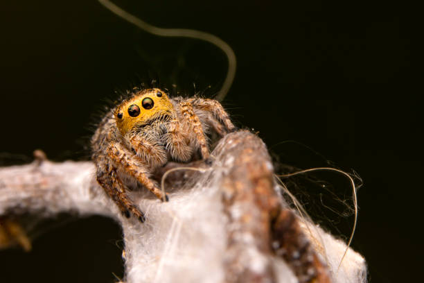 istock Close up  beautiful jumping spider 1429628459