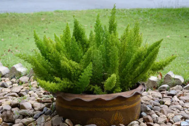 Foxtail fern in pot for landscaping in the garden area.