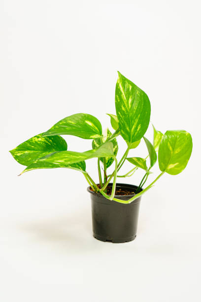istock Epipremnum, scindapsus is a golden variegated in a pot on a white background. 1429632529