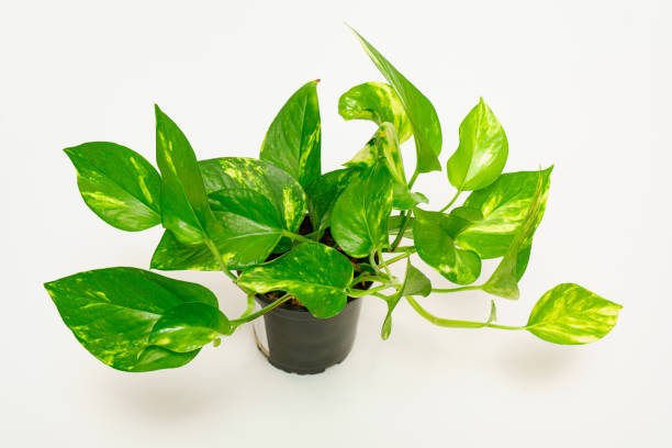 istock Epipremnum, scindapsus is a golden variegated in a pot on a white background. 1429632680