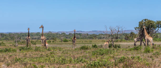 Giraffe in South Africa