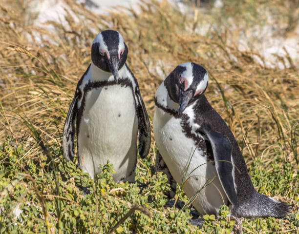 istock Penguins in South Africa 1429633255
