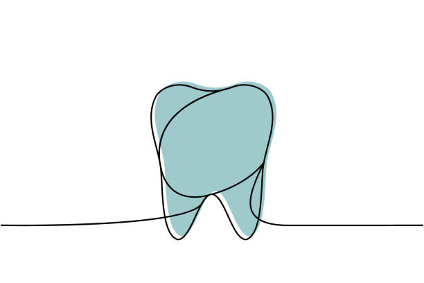 illustrations, cliparts, dessins animés et icônes de dent humaine une ligne colorée dessin continu. orgue humain continu coloré une ligne d’illustration. illustration linéaire minimaliste vectorielle. - dentition humaine