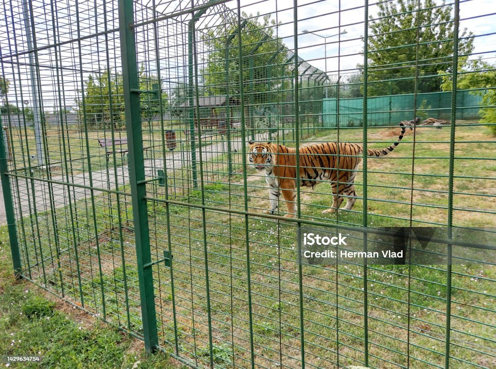 Siberian tiger at the zoo Siberian tiger at the zoo. Animals In Captivity Stock Photo