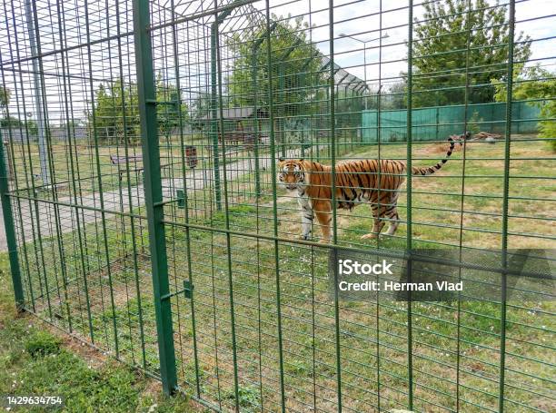 Siberian Tiger At The Zoo Stock Photo - Download Image Now - Animals In Captivity, Carnivorous, Color Image