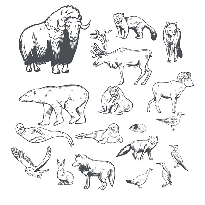 Northern animals and birds. Sketch  illustration.