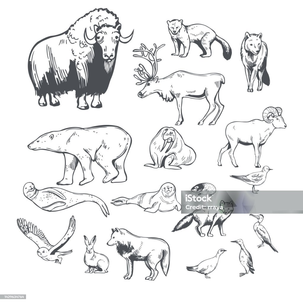 Northern Animals And Birds Sketch Illustration Stock Illustration -  Download Image Now - Canada, Reindeer, Animal - iStock