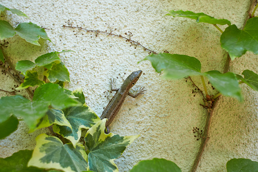 Common wall lizard in the ivy on wall (Podarcis Muralis)
