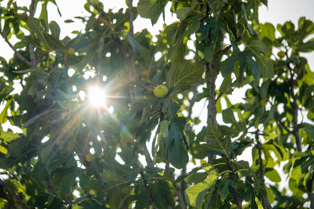istock fig tree with lens flare horizontal photo 1429635646
