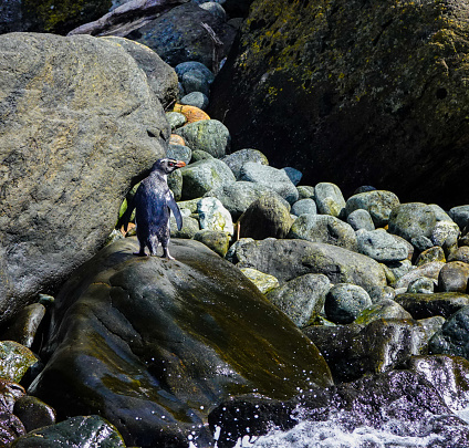 Fiordland crested penguin on rocks