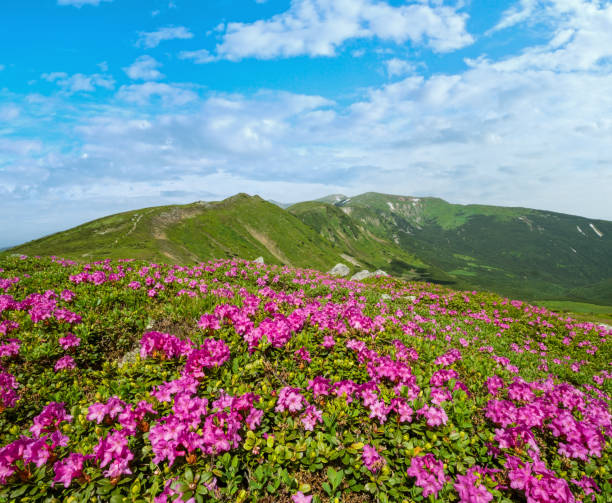 istock Blossoming slopes (rhododendron flowers ) of Carpathian mountains. 1429636359