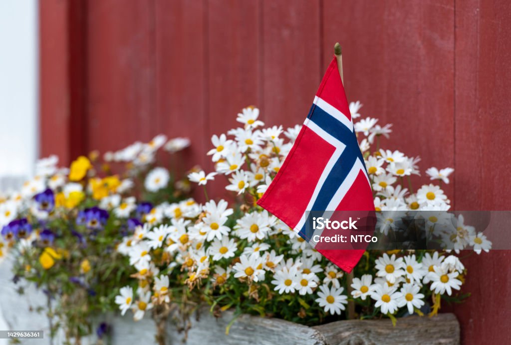 플래그와 피는 꽃 — 스톡 사진 - 로열티 프리 Norwegian National Day 스톡 사진