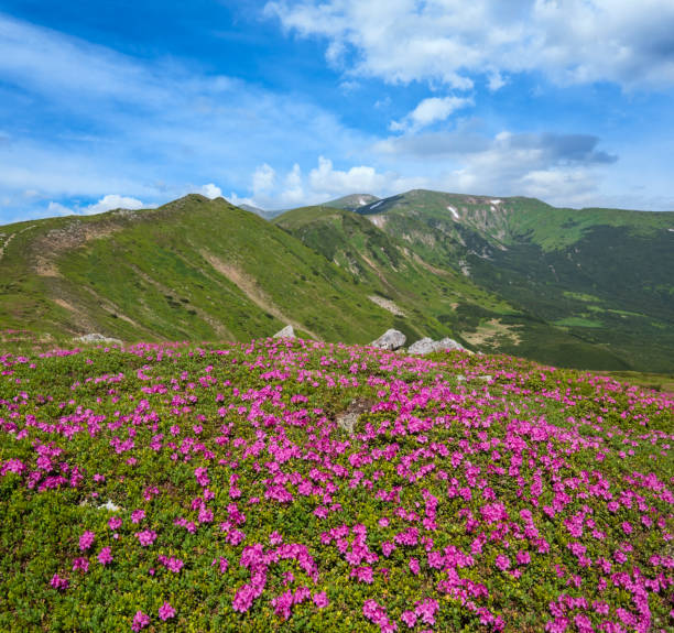 istock Blossoming slopes (rhododendron flowers ) of Carpathian mountains. 1429636373