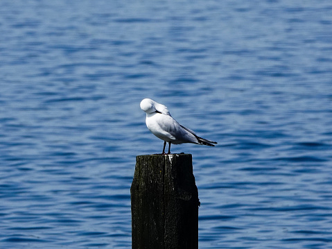 Black billed gull preening on a pier post top.