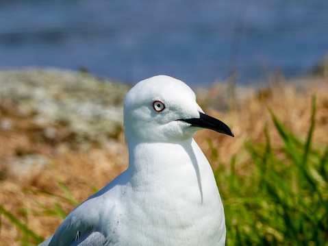 Black billed gull, head closeup.