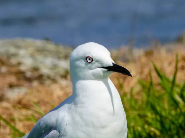 Photo of Black billed gull, head closeup.